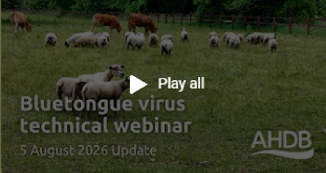 AHDB Bluetongue virus technical webinar
