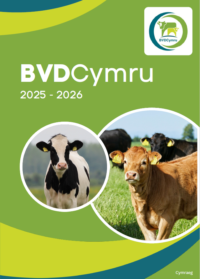 Bvdcymru Booklet Welsh (4) (2)