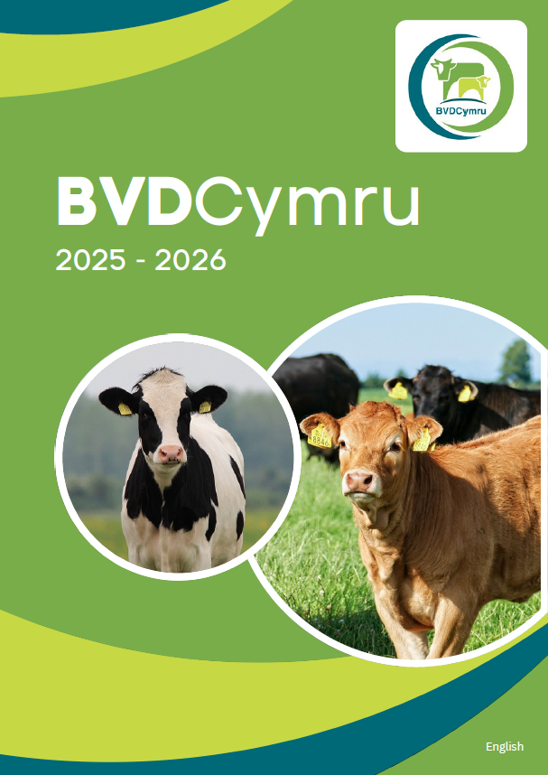 Bvdcymru Booklet English (3) (1)