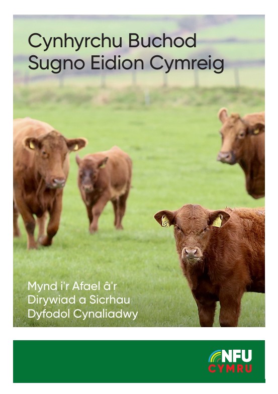Cynhyrchu Buchod Sugno Eidion Cymreig