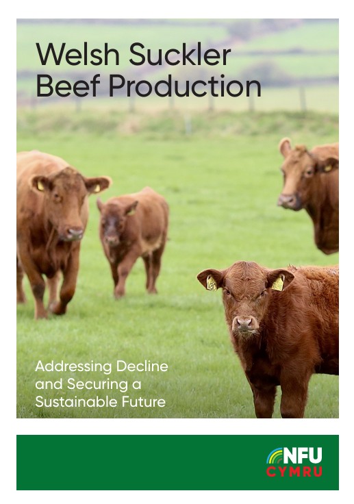 Welsh Suckler Beef Production Report